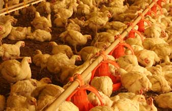 Avícola Flor do Campo Limpo - Foto 1