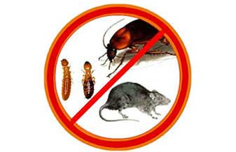 Mari Pacheco de Araújo - Foto 1