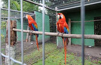 Bichos e Companhia - Foto 1