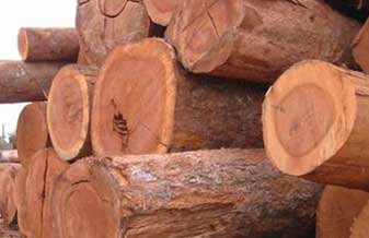 Facilitem Madeiras - Foto 1