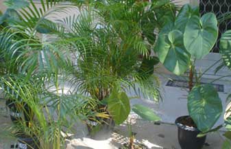 Heleno Francisco do Nascimento Neto - Foto 1