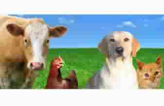 Fauna & Flora Pet Shop - Foto 1